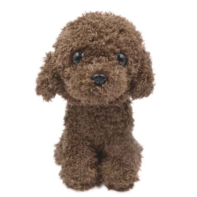 Teddy Bear Poodle